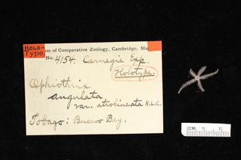 Media type: image;   Invertebrate Zoology OPH-4154